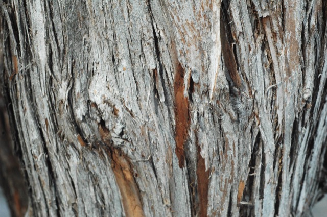 Explore the texture of trees
