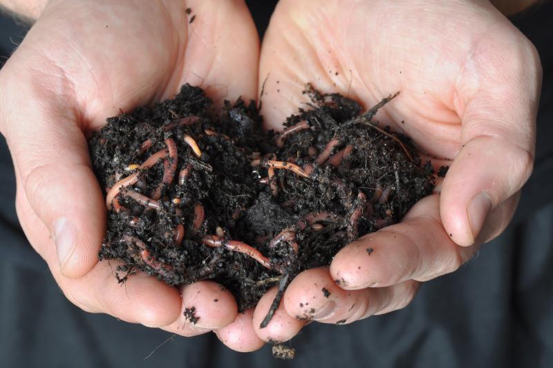 Using Worms to Get the Most from Your Soil EcoParent magazine