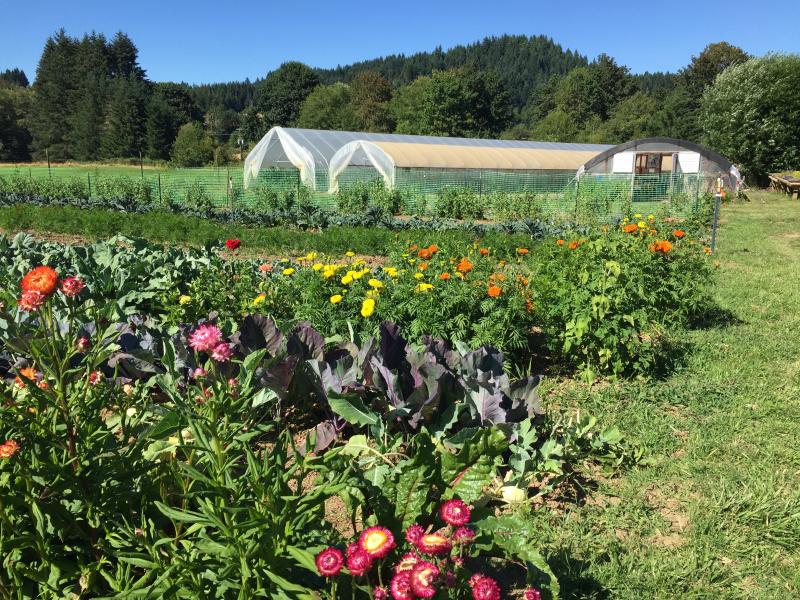Cultivating Health And Vitality Through Biodynamic Farming Ecoparent Magazine