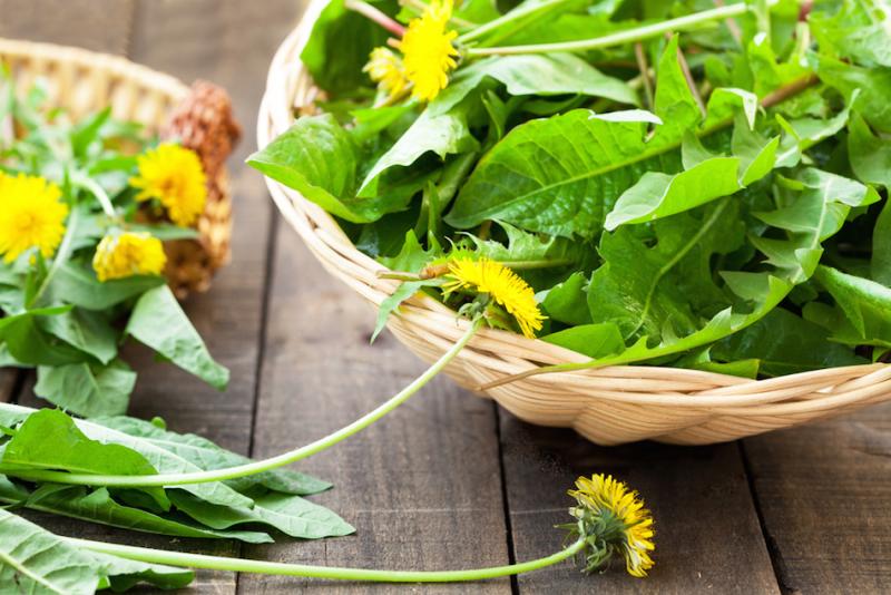 WildEdible Weeds EcoParent magazine