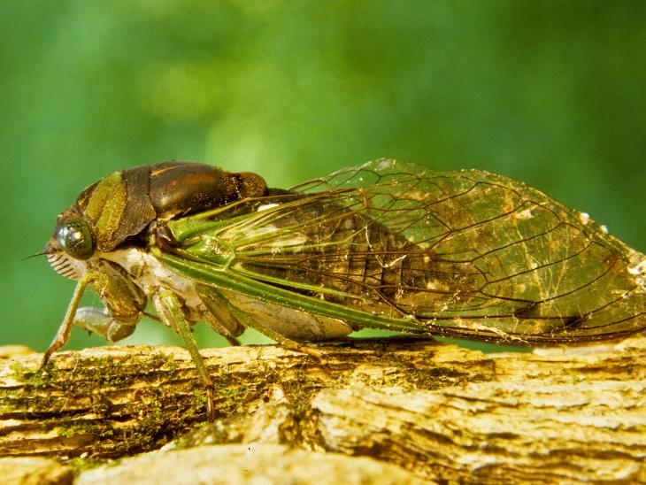 Why Do Crickets Chirp? EcoParent magazine