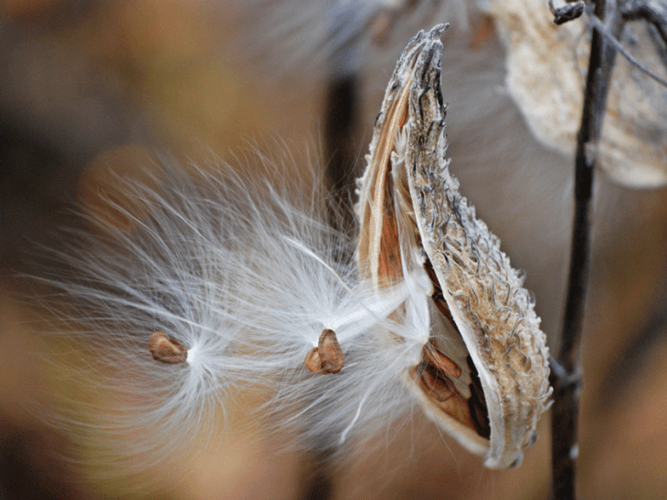 How Wild Seeds Disperse EcoParent magazine
